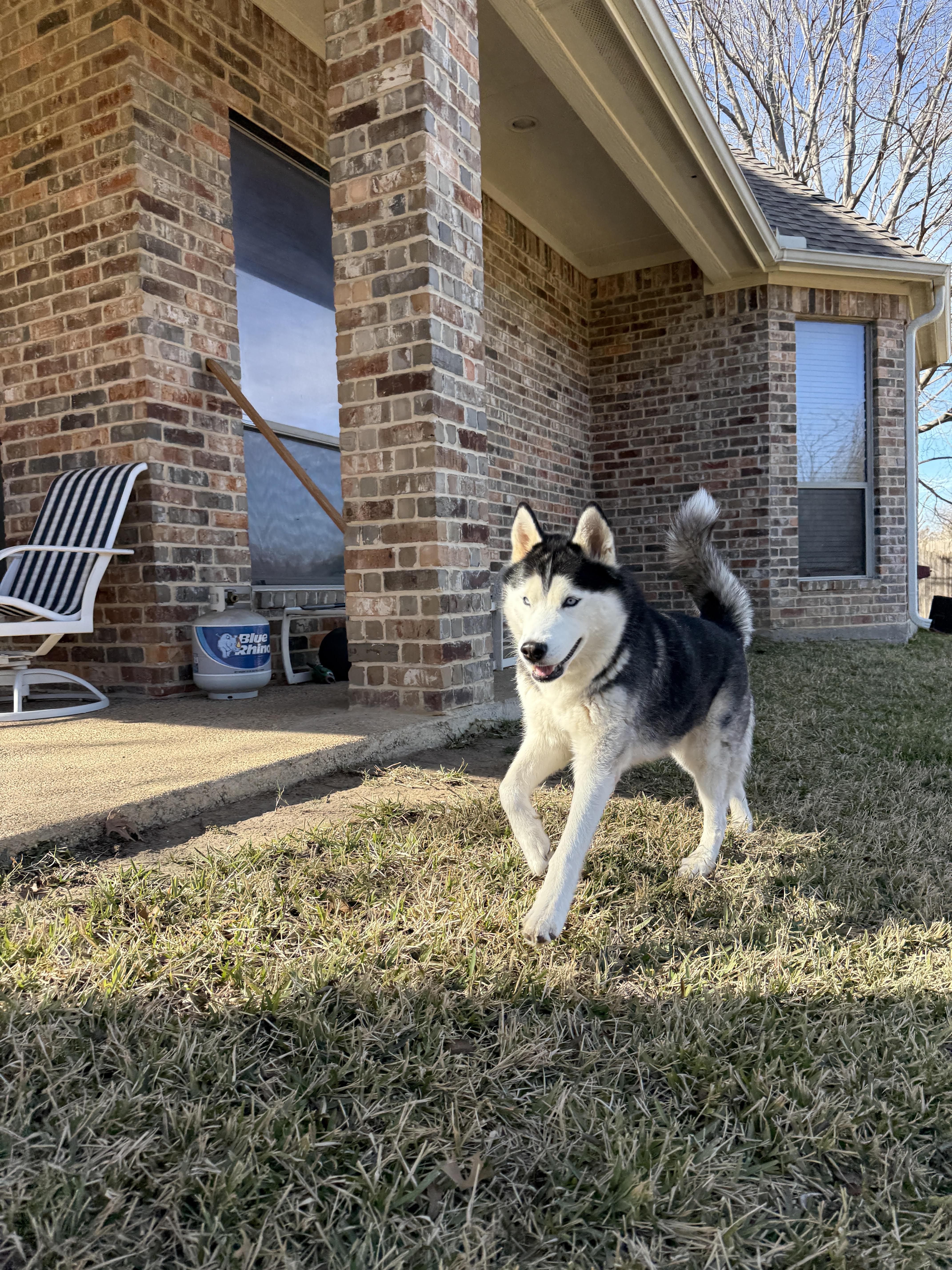 Enlarge Cappuccino, a ADOPTABLE Siberian Husky in Pantego, TX image 3/3