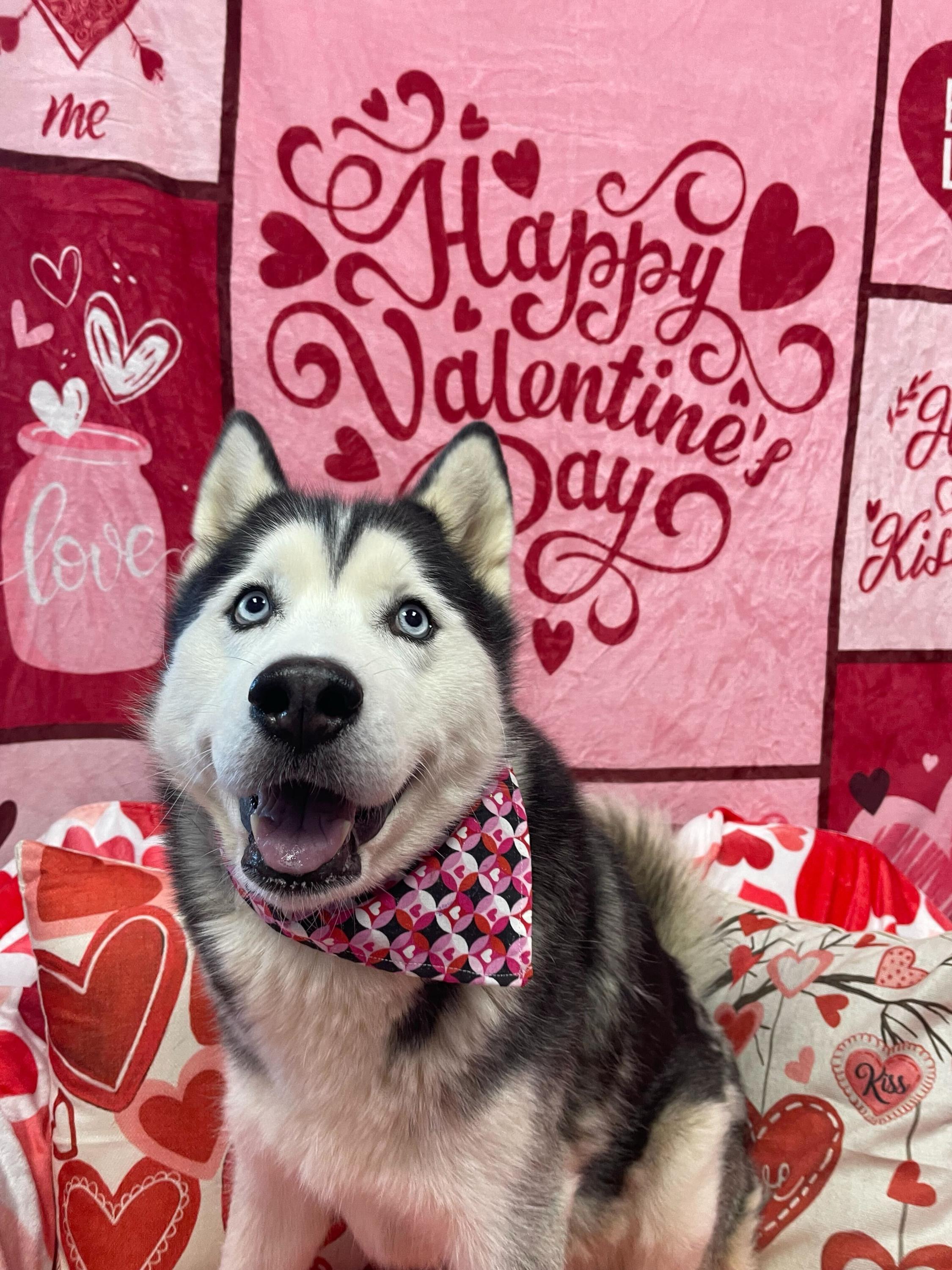 Enlarge Cappuccino, a ADOPTABLE Siberian Husky in Pantego, TX image 2/3