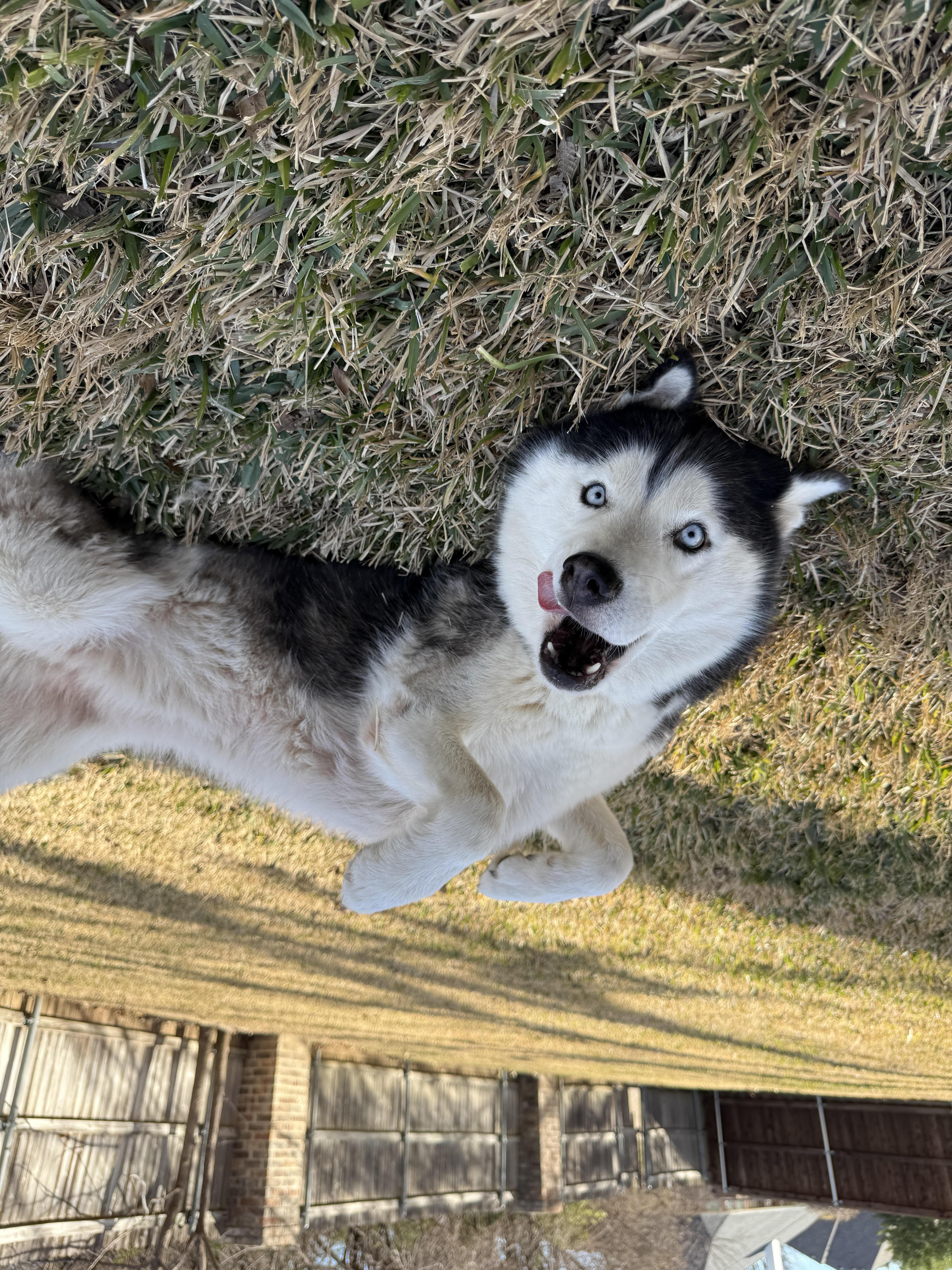 Enlarge Cappuccino, a ADOPTABLE Siberian Husky in Pantego, TX image 1/3