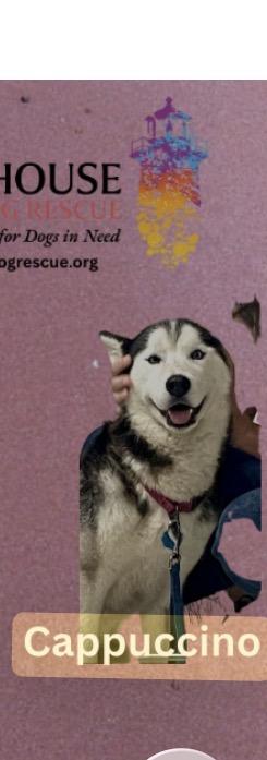 Cappuccino, ADOPTABLE, Young Female Siberian Husky.