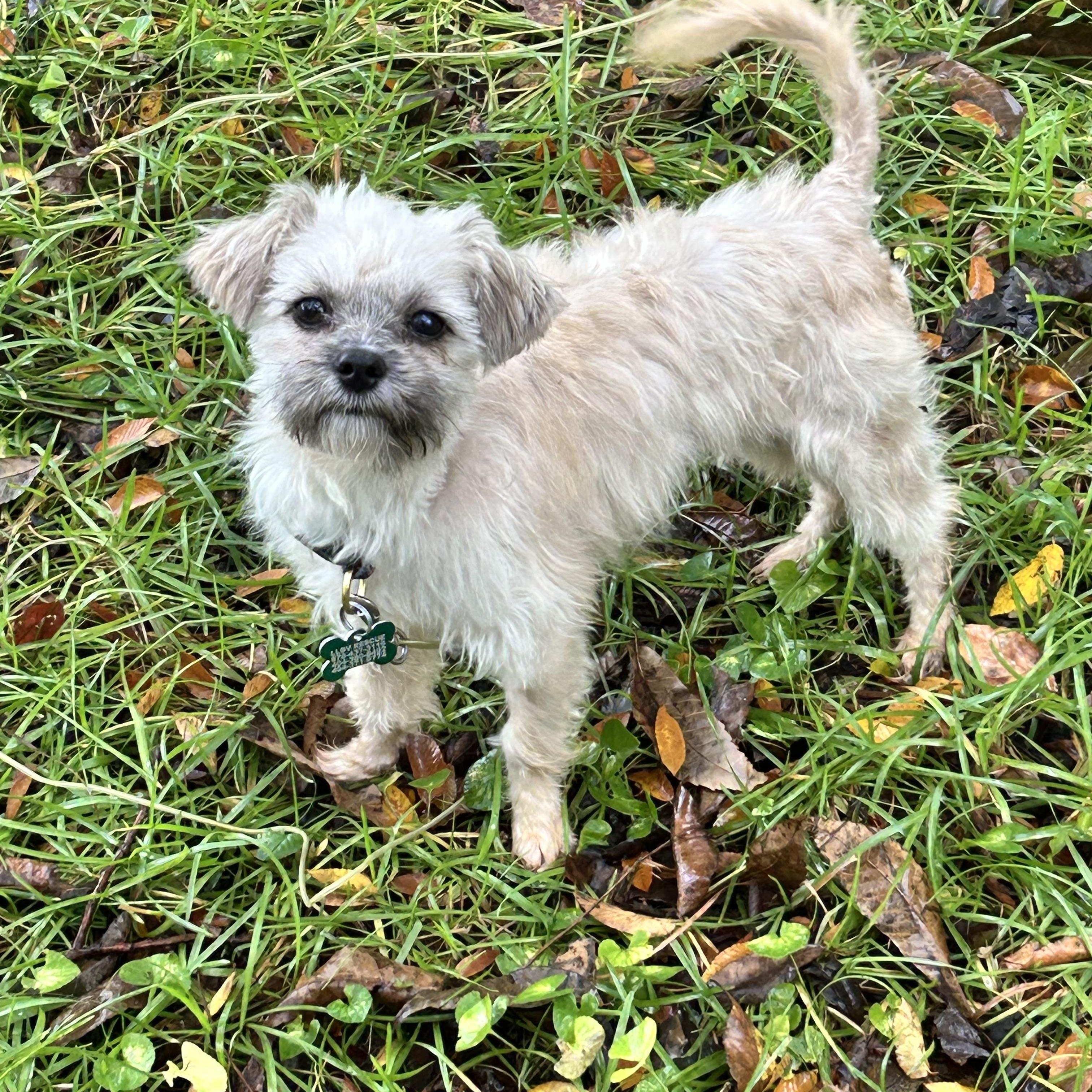 Enlarge Melvin, a Adoptable mixed breed in East Point, GA image 3/4