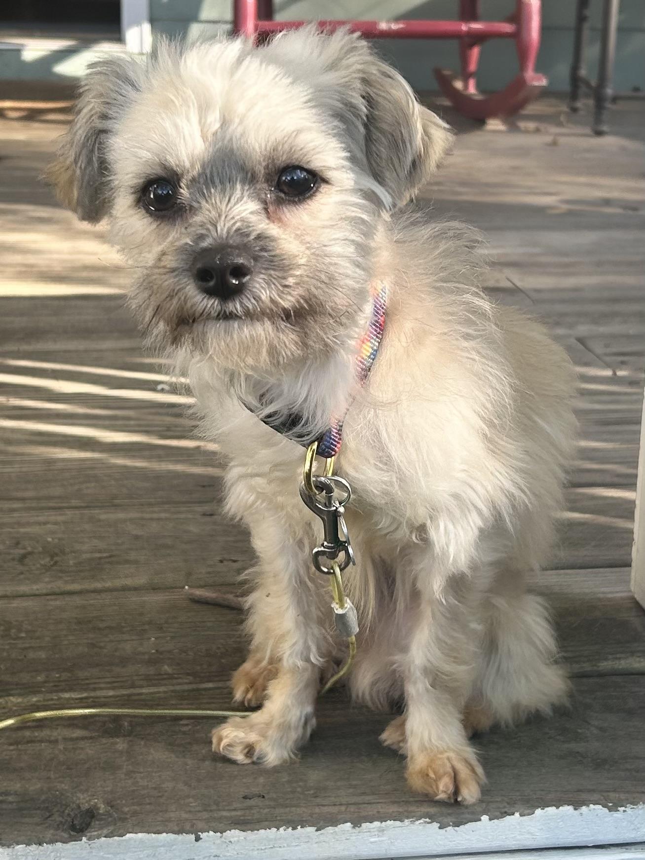 Melvin, Adoptable, Young Male Terrier.