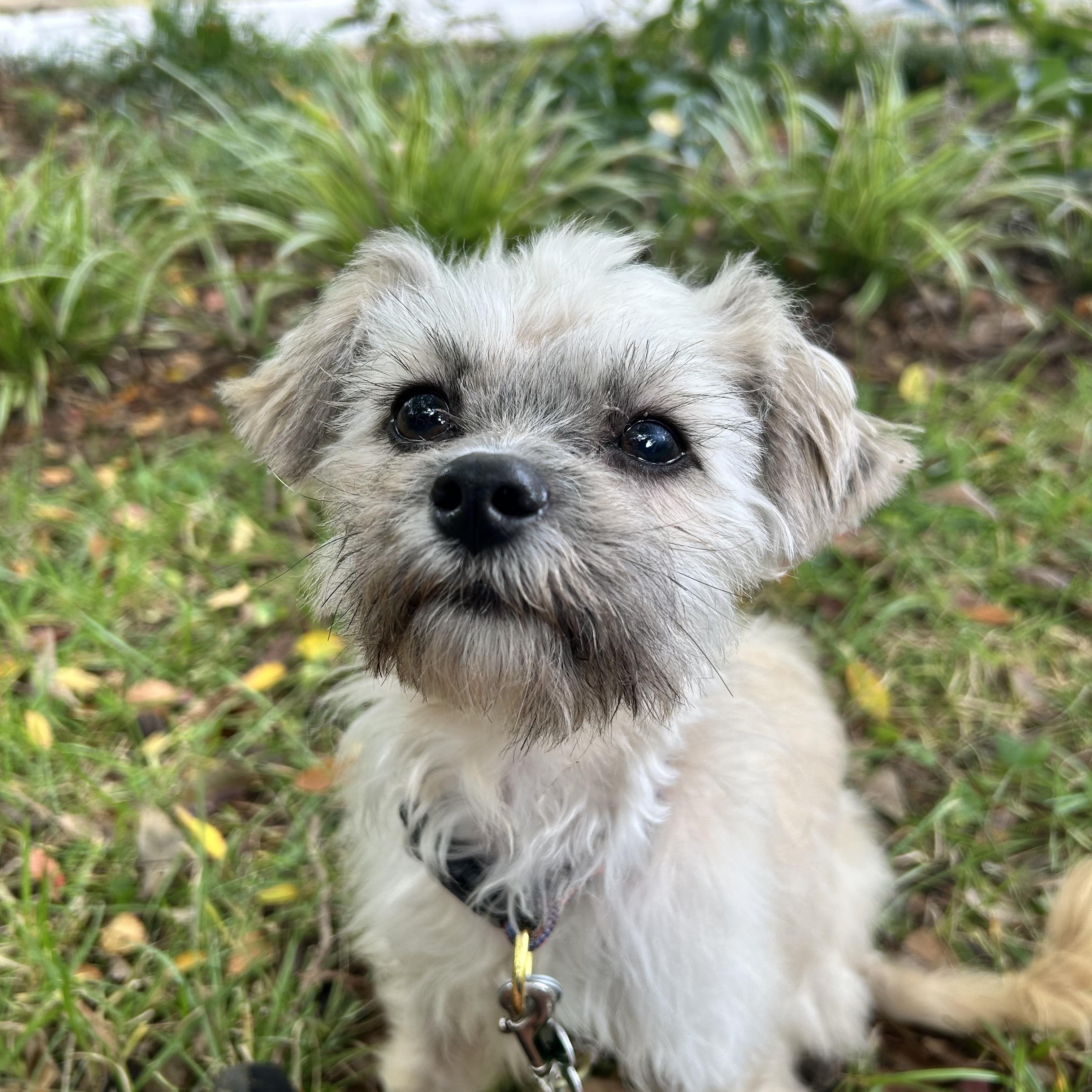 Enlarge Melvin, a Adoptable mixed breed in East Point, GA image 4/4