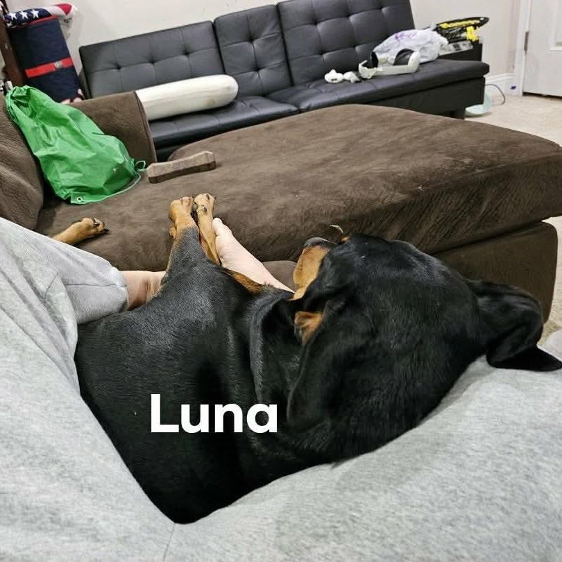 Enlarge Luna (BONDED WITH KEBA), a ADOPTABLE Doberman Pinscher in Hughesville, MD image 2/6