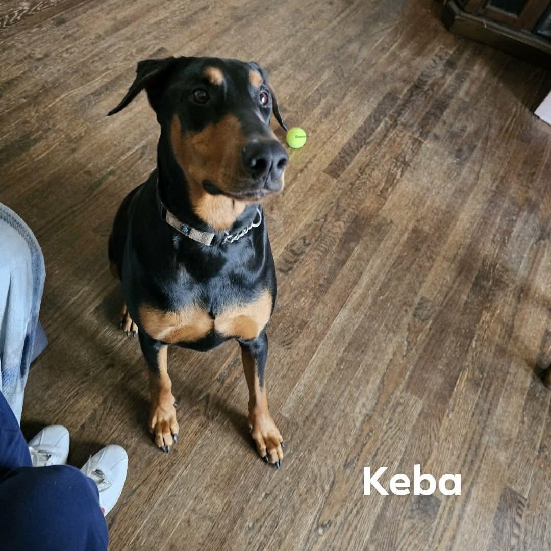 Enlarge Luna (BONDED WITH KEBA), a ADOPTABLE Doberman Pinscher in Hughesville, MD image 4/6