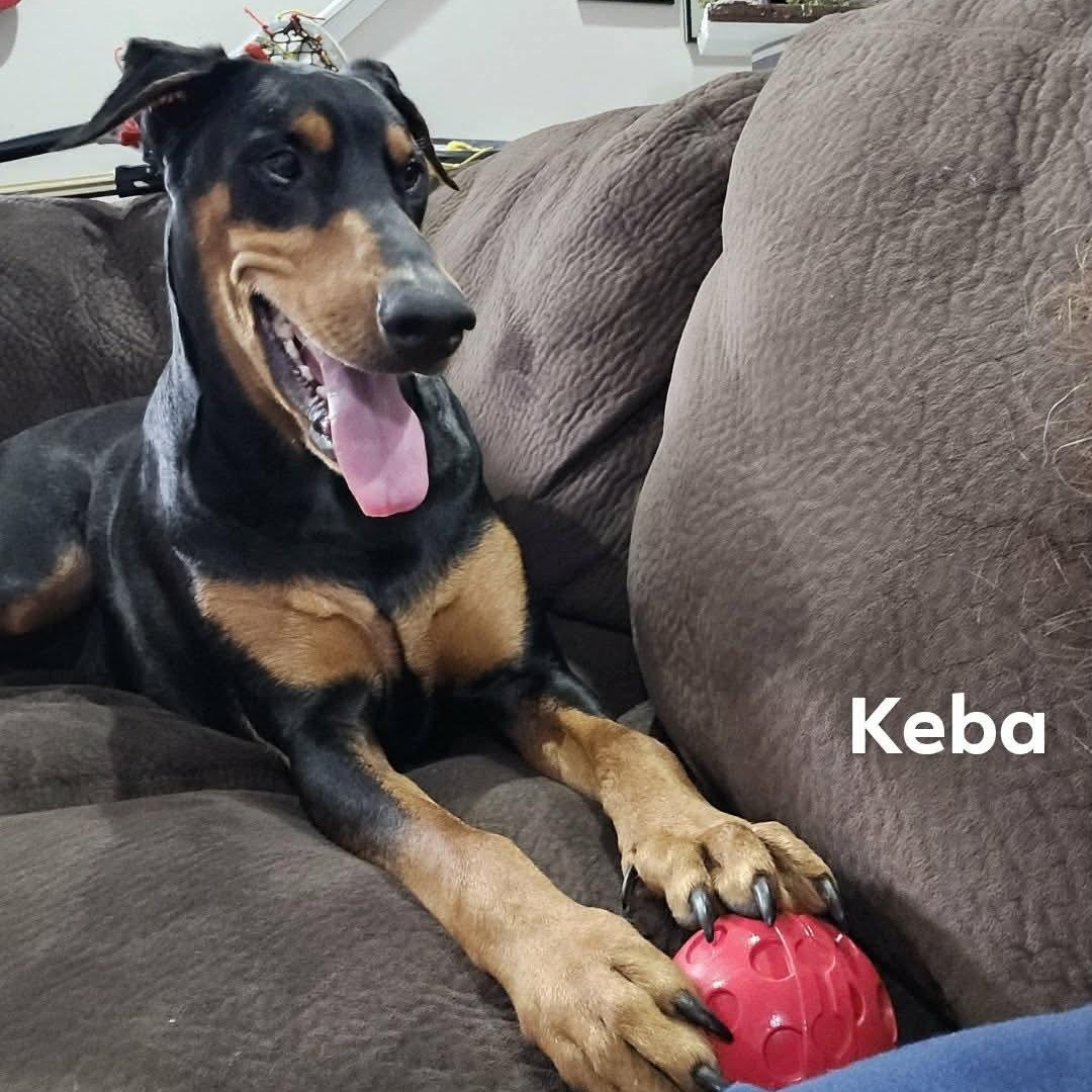 Enlarge Luna (BONDED WITH KEBA), a ADOPTABLE Doberman Pinscher in Hughesville, MD image 6/6