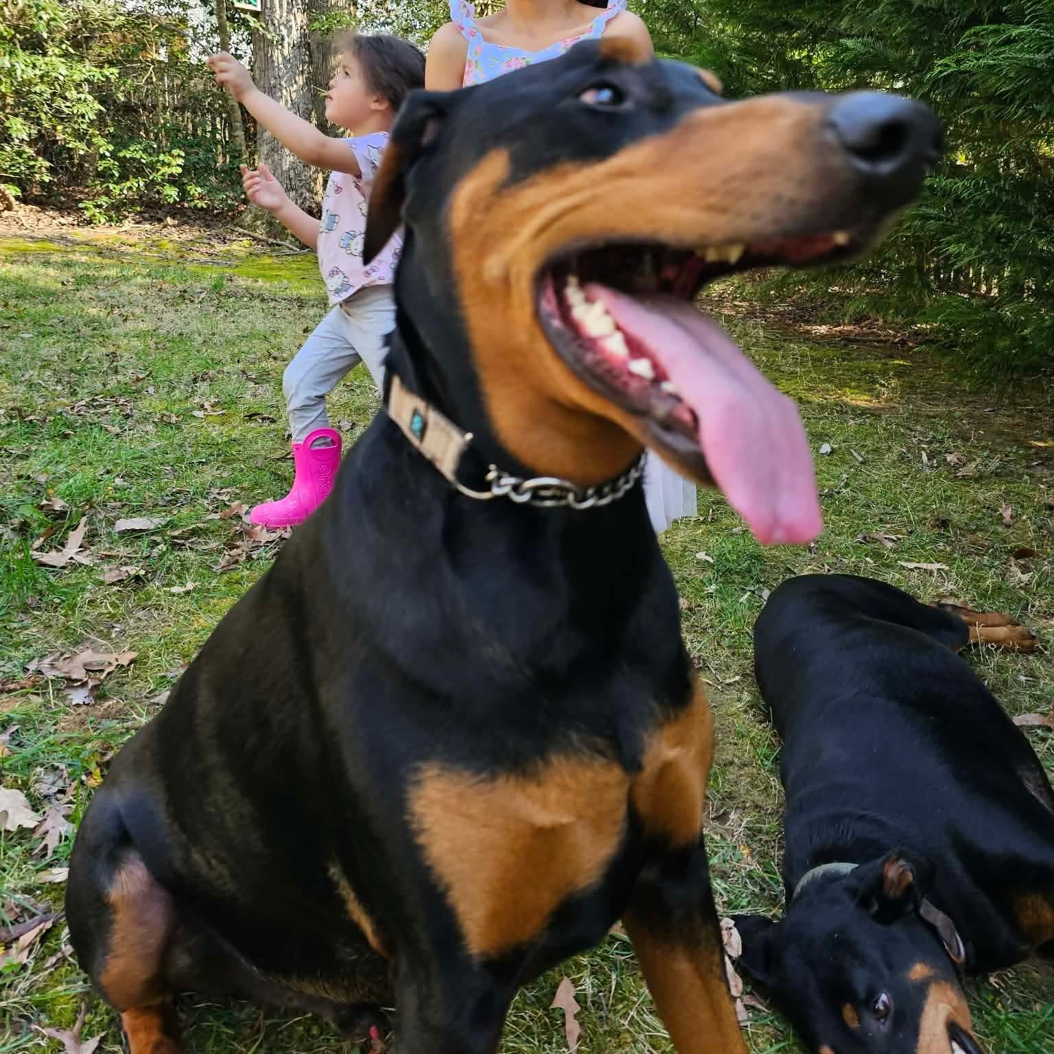 Enlarge Luna (BONDED WITH KEBA), a ADOPTABLE Doberman Pinscher in Hughesville, MD image 3/6