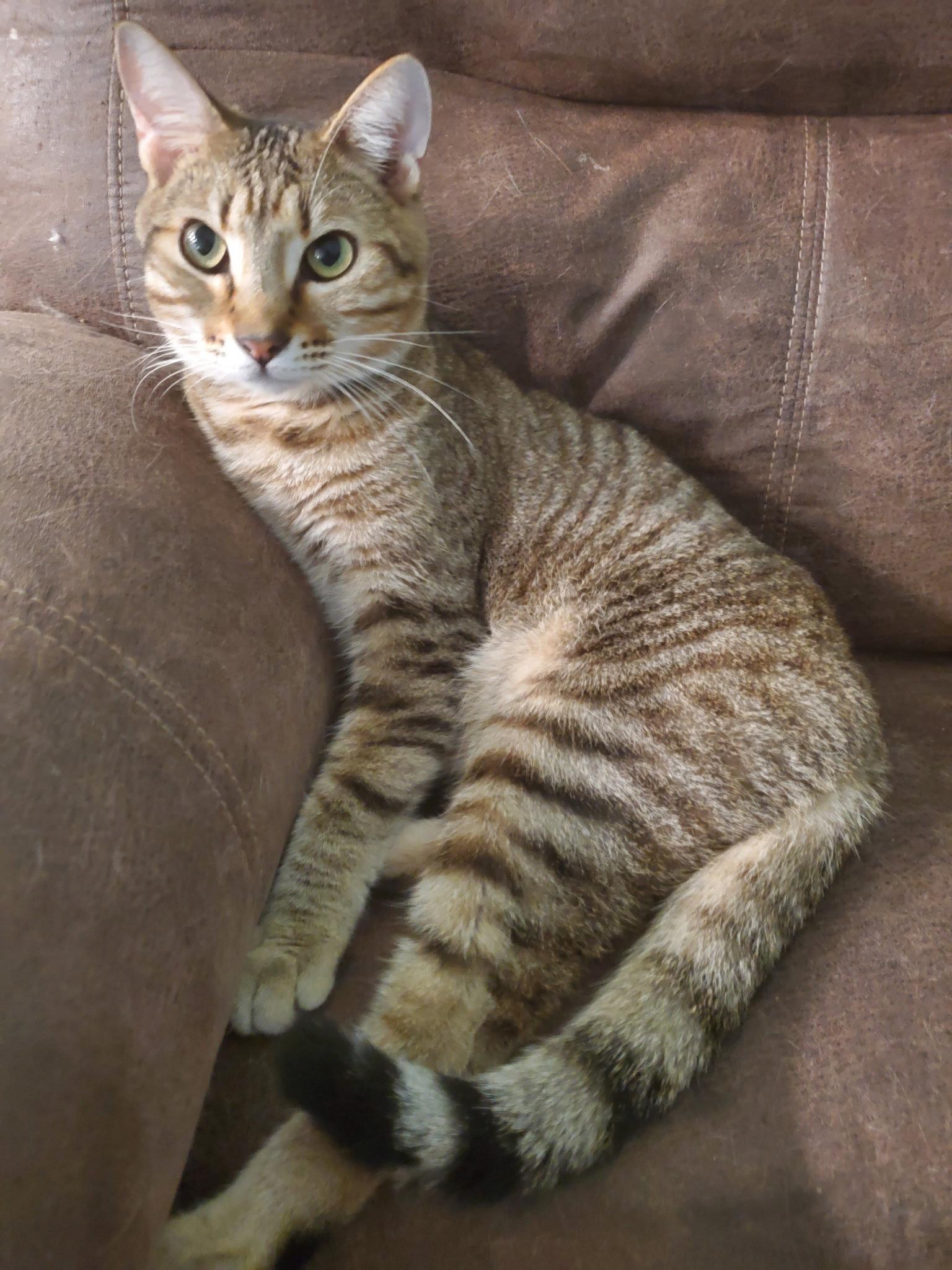 Enlarge Nimbus (new), a Adoptable Domestic Short Hair in Wesley Chapel, FL image 2/3