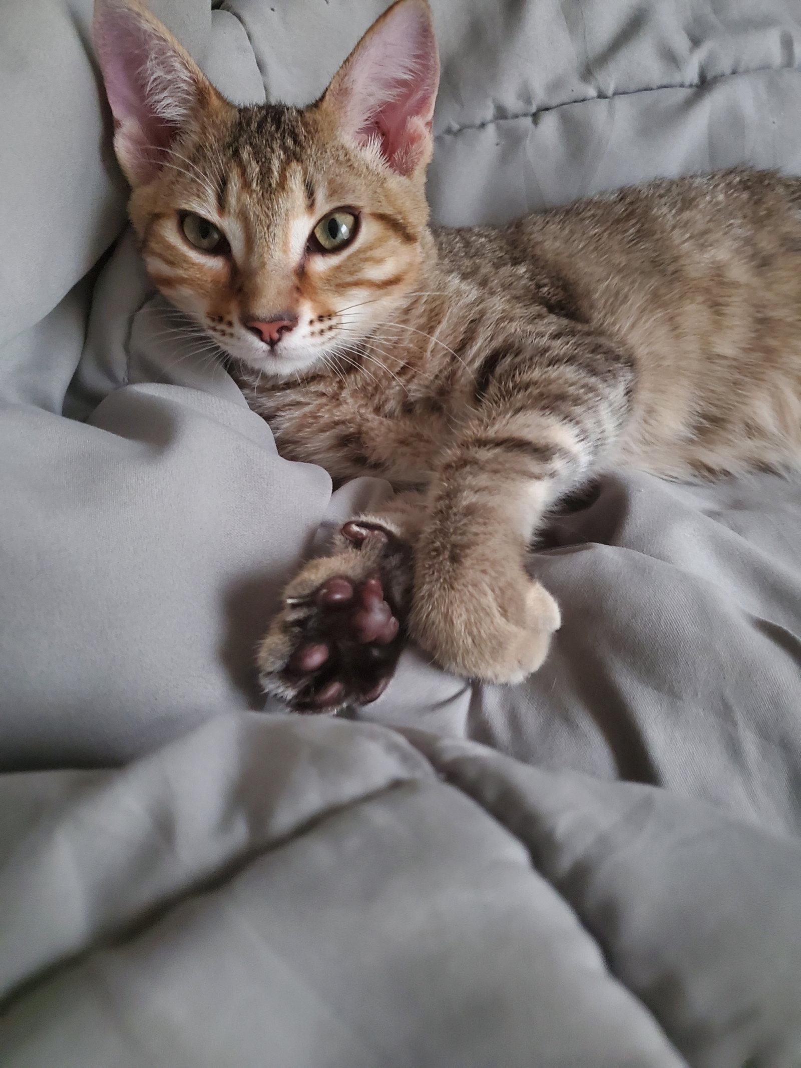 Enlarge Nimbus (new), a Adoptable Domestic Short Hair in Wesley Chapel, FL image 3/3