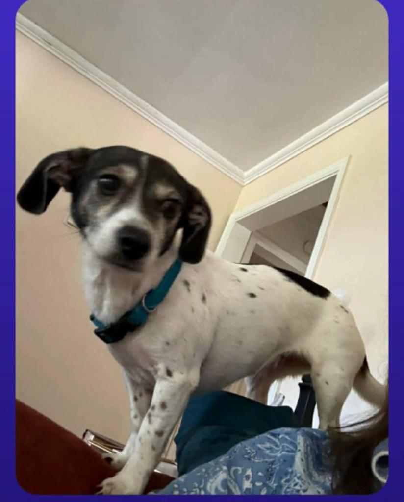 Daisy, Adoptable, Senior Female Rat Terrier.