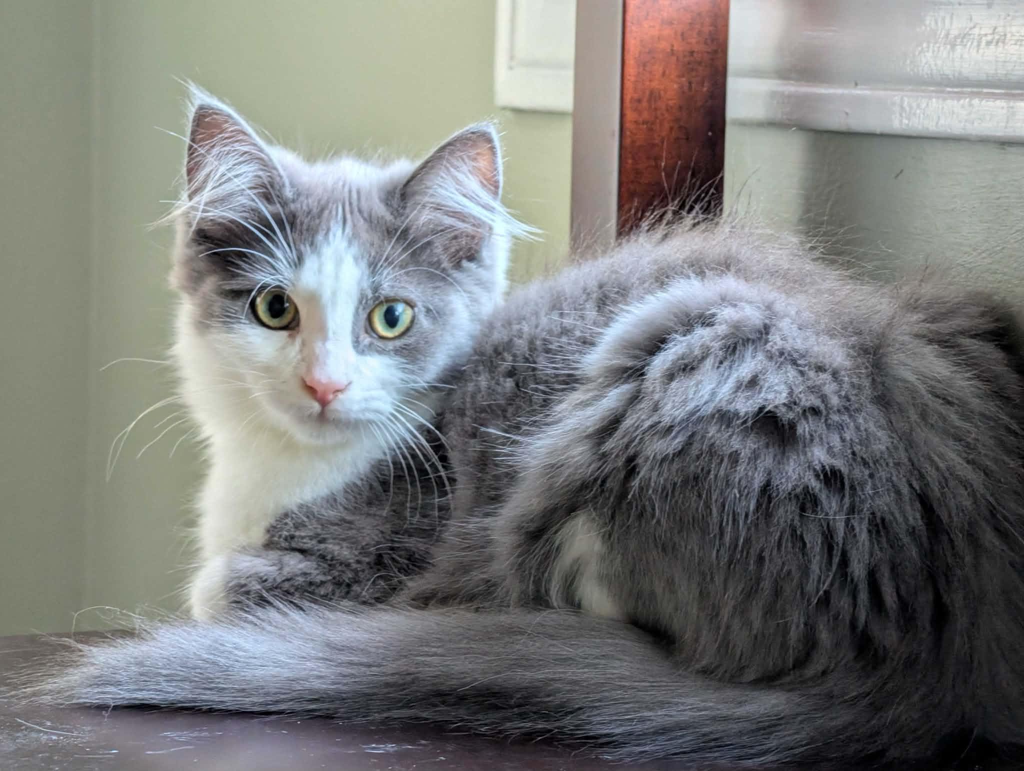 Lorenzo, an adopted Domestic Medium Hair in Wakefield, QC image 4/4