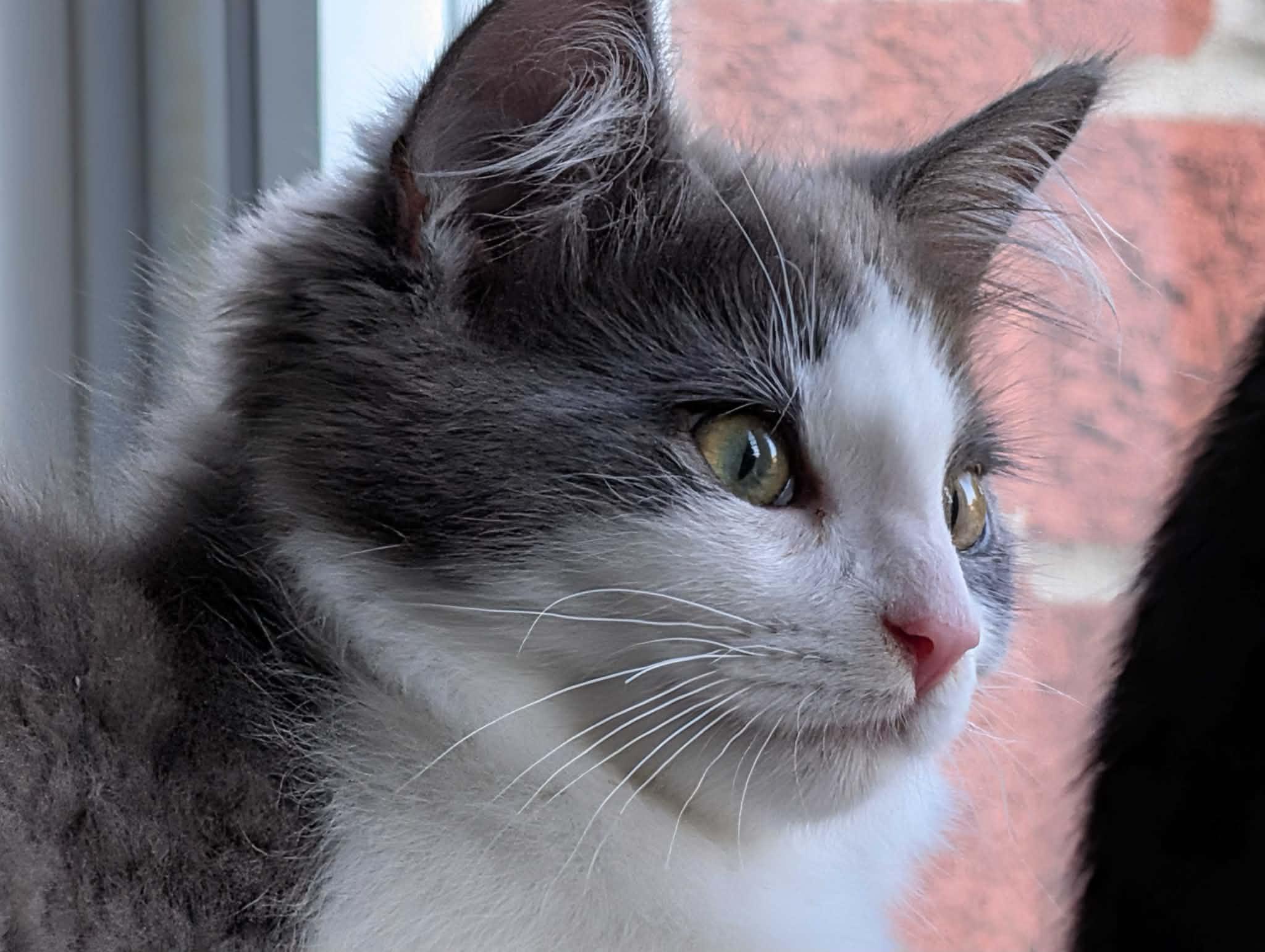 Lorenzo, an adopted Domestic Medium Hair in Wakefield, QC image 2/4