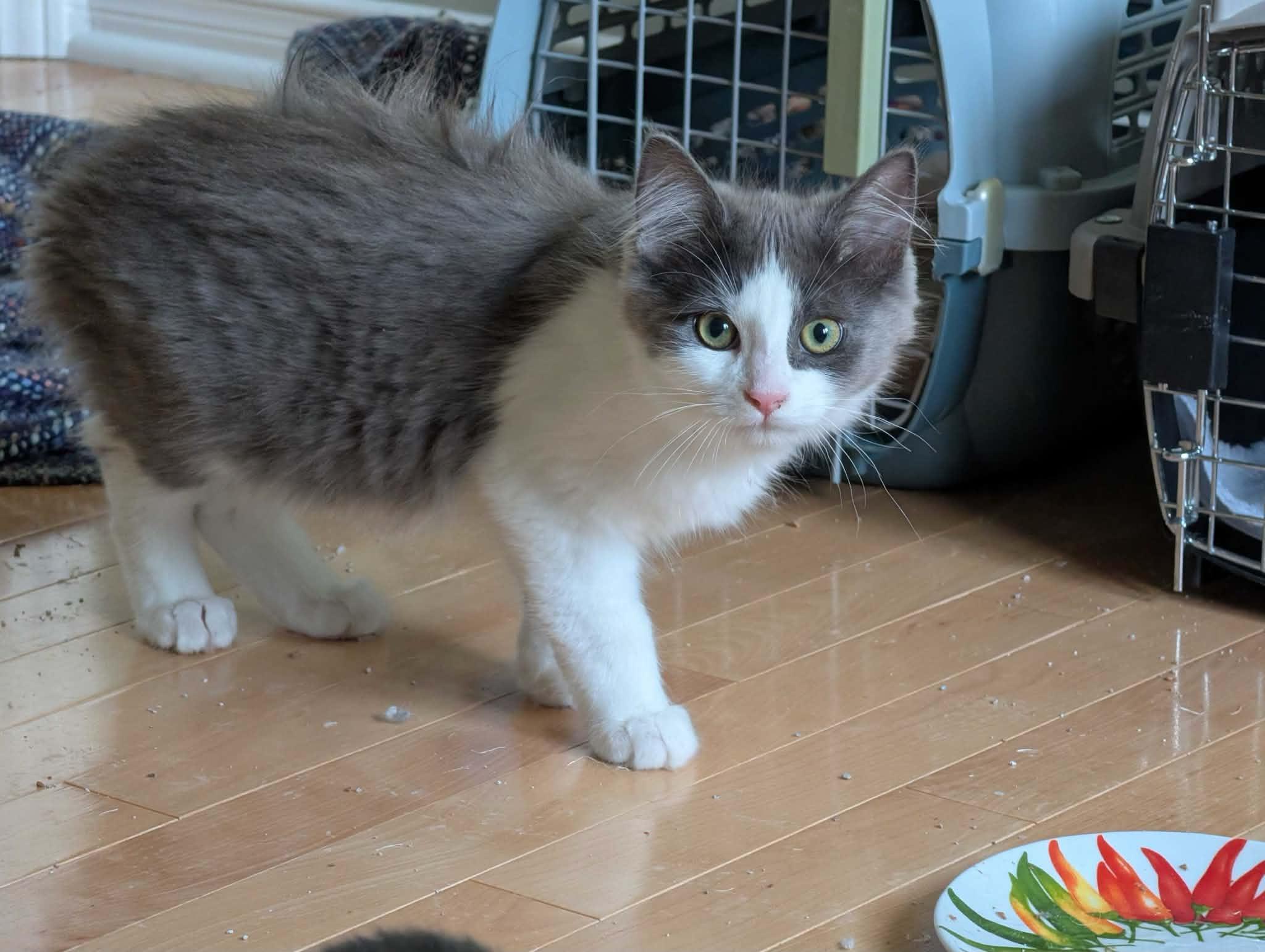 Lorenzo, an adopted Domestic Medium Hair in Wakefield, QC image 3/4