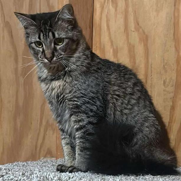 Zara, Adoptable, Young Female Domestic Long Hair.