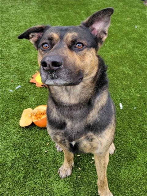 Enlarge RONAN, a Adoptable mixed breed in Toledo, OH image 1/1