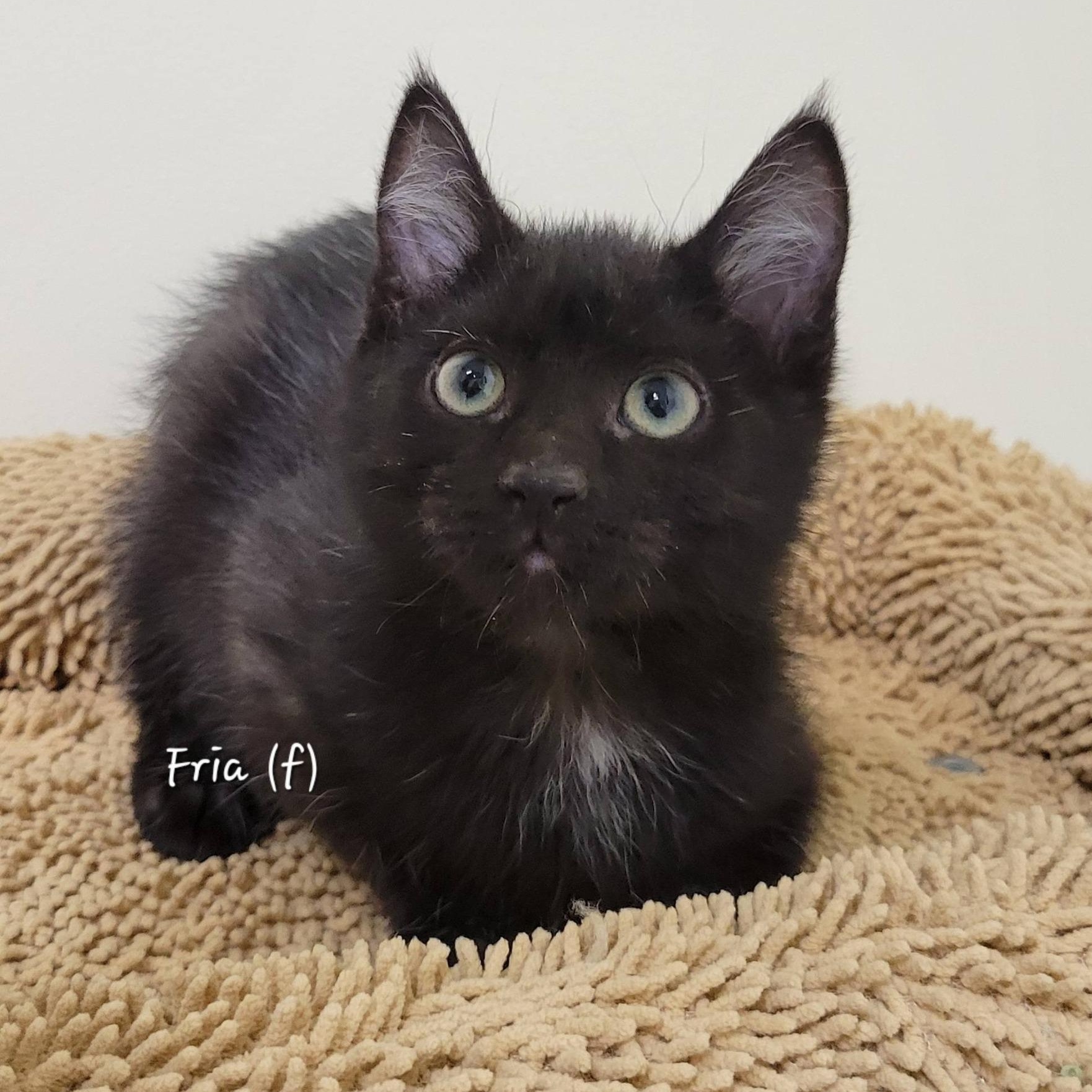 Enlarge Fria, a ADOPTABLE Domestic Short Hair in Mazon, IL image 1/1