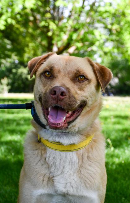Teddy, Adoptable, Adult Male Retriever & Boxer.