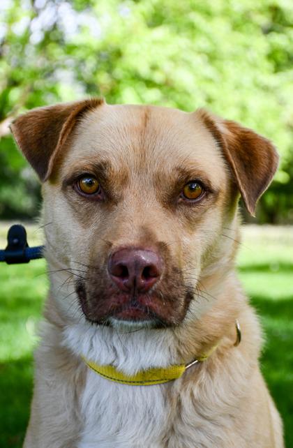 Teddy, a Adoptable mixed breed in Yakima, WA image 2/3