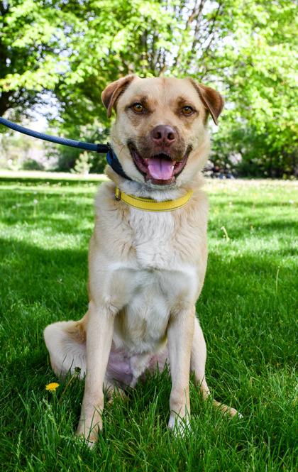 Teddy, a Adoptable mixed breed in Yakima, WA image 2/3