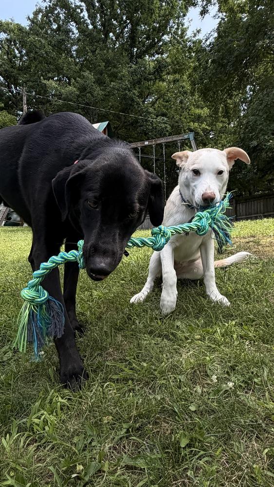 Artax (A Pups) photo