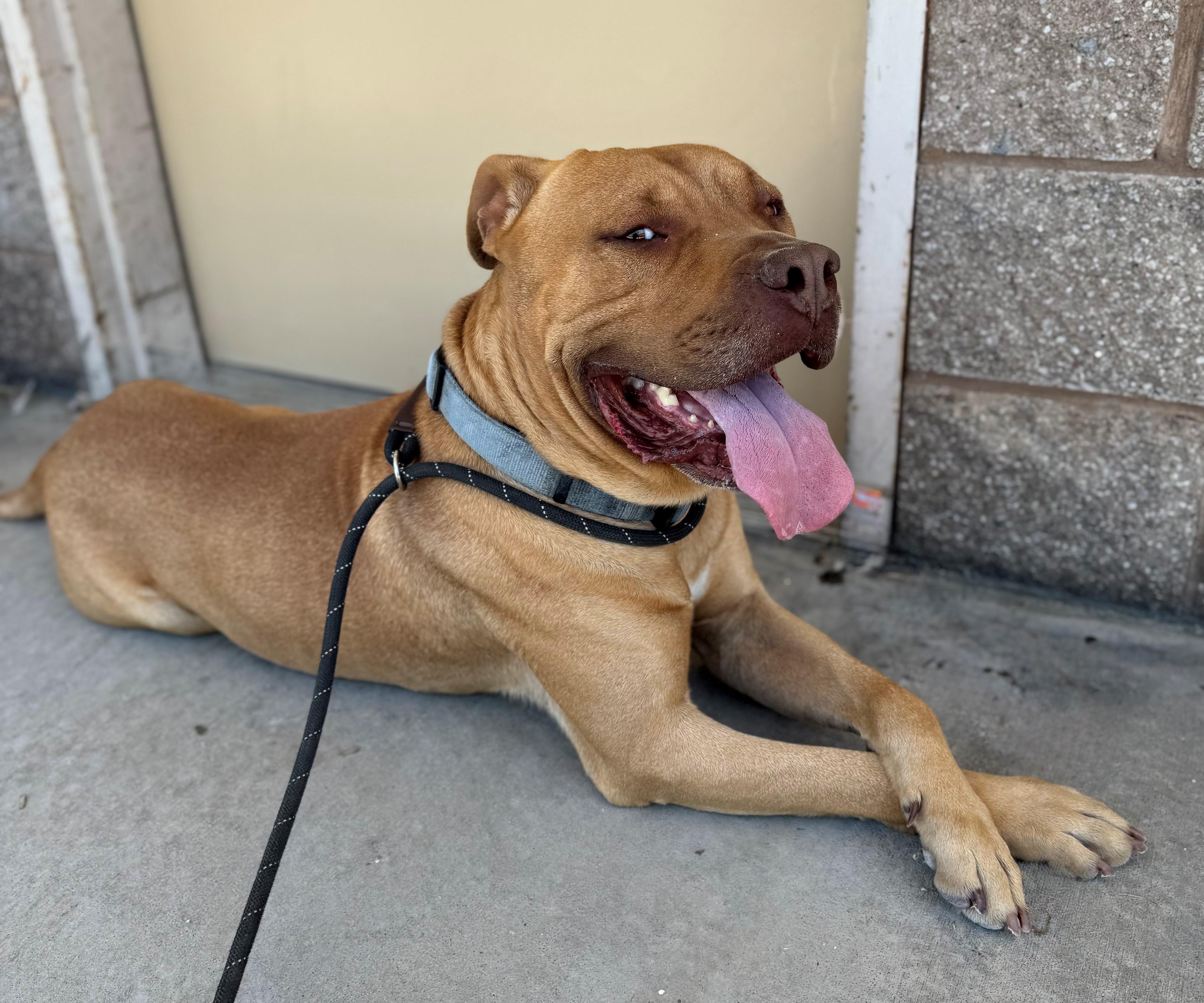 Enlarge Zeus, a Adoptable mixed breed in Ripon, CA image 1/3