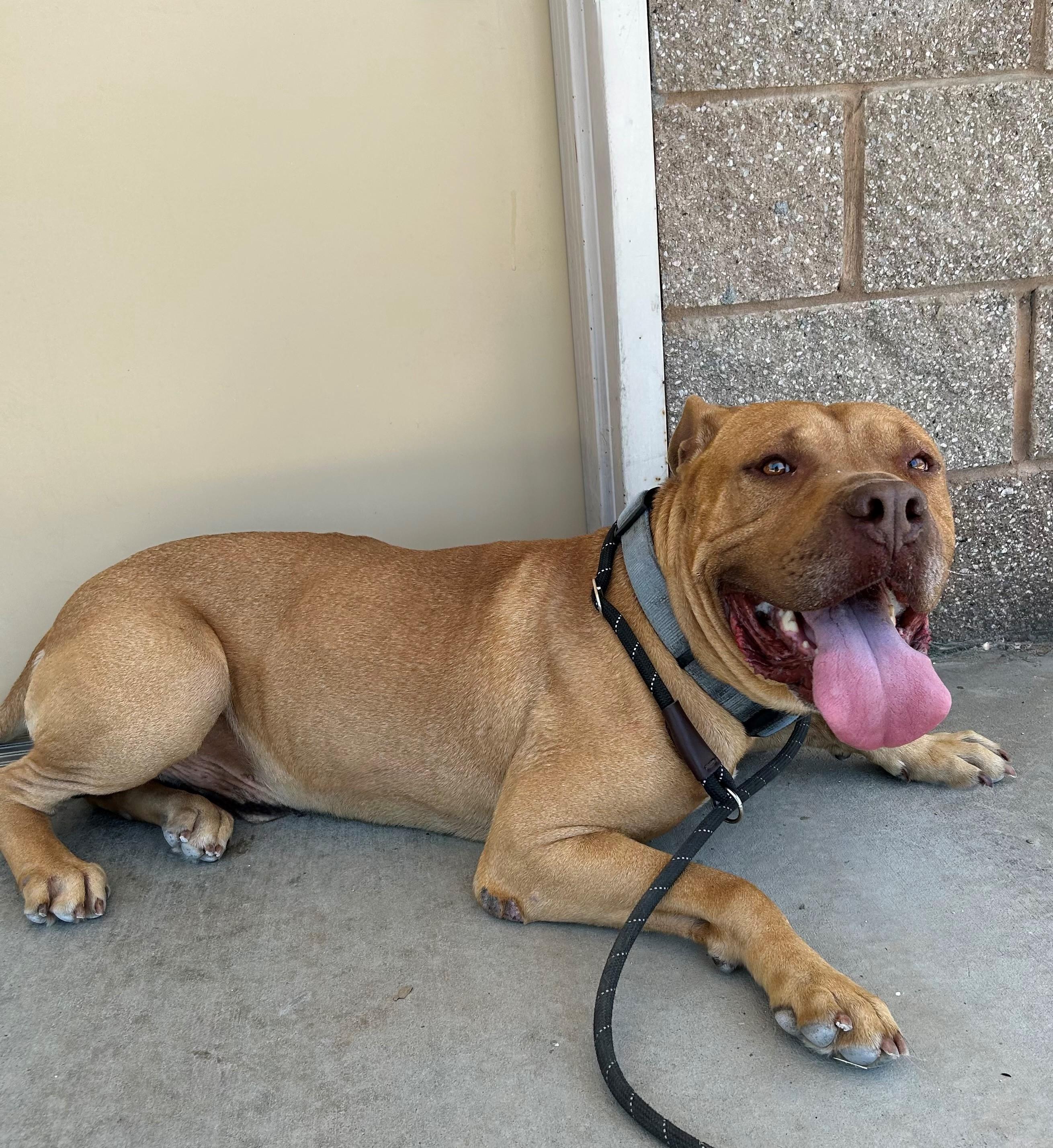Enlarge Zeus, a Adoptable mixed breed in Ripon, CA image 2/3