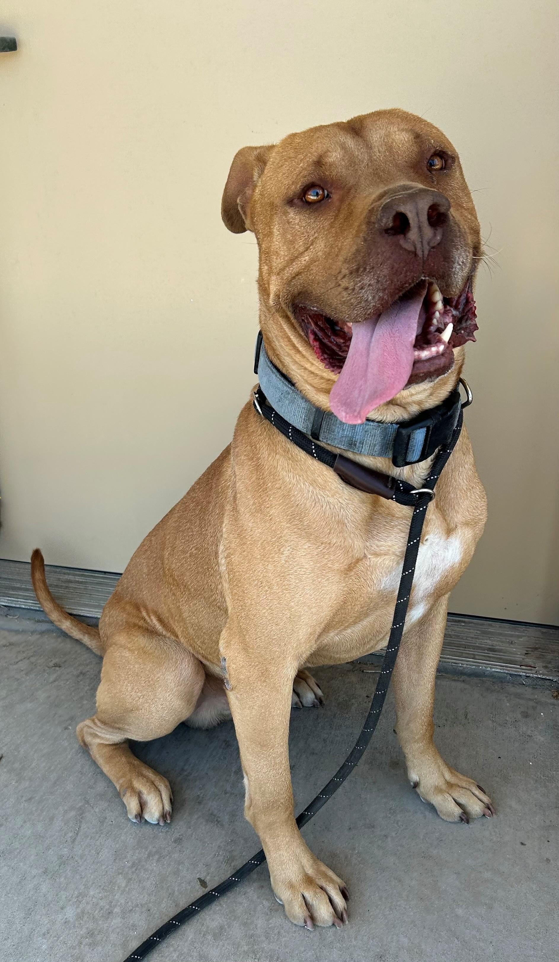 Zeus, Adoptable, Adult Male Mastiff.