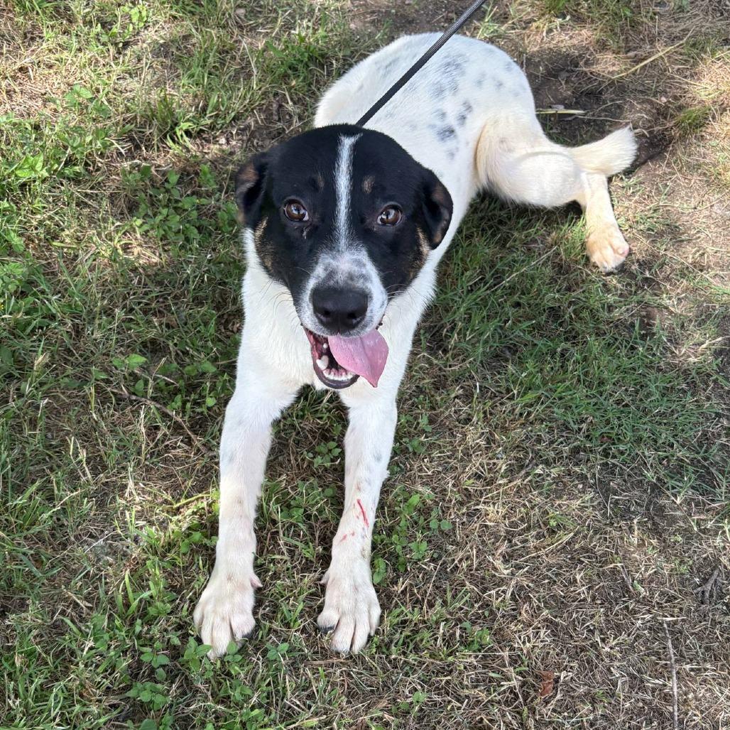 Enlarge Boomer P45423, a Adoptable mixed breed in Corsicana, TX image 1/4