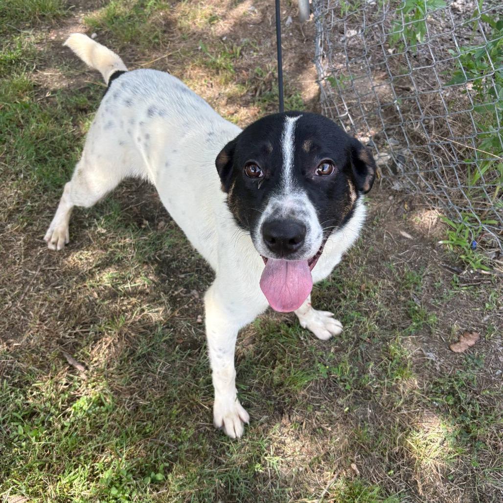 Enlarge Boomer P45423, a Adoptable mixed breed in Corsicana, TX image 2/4
