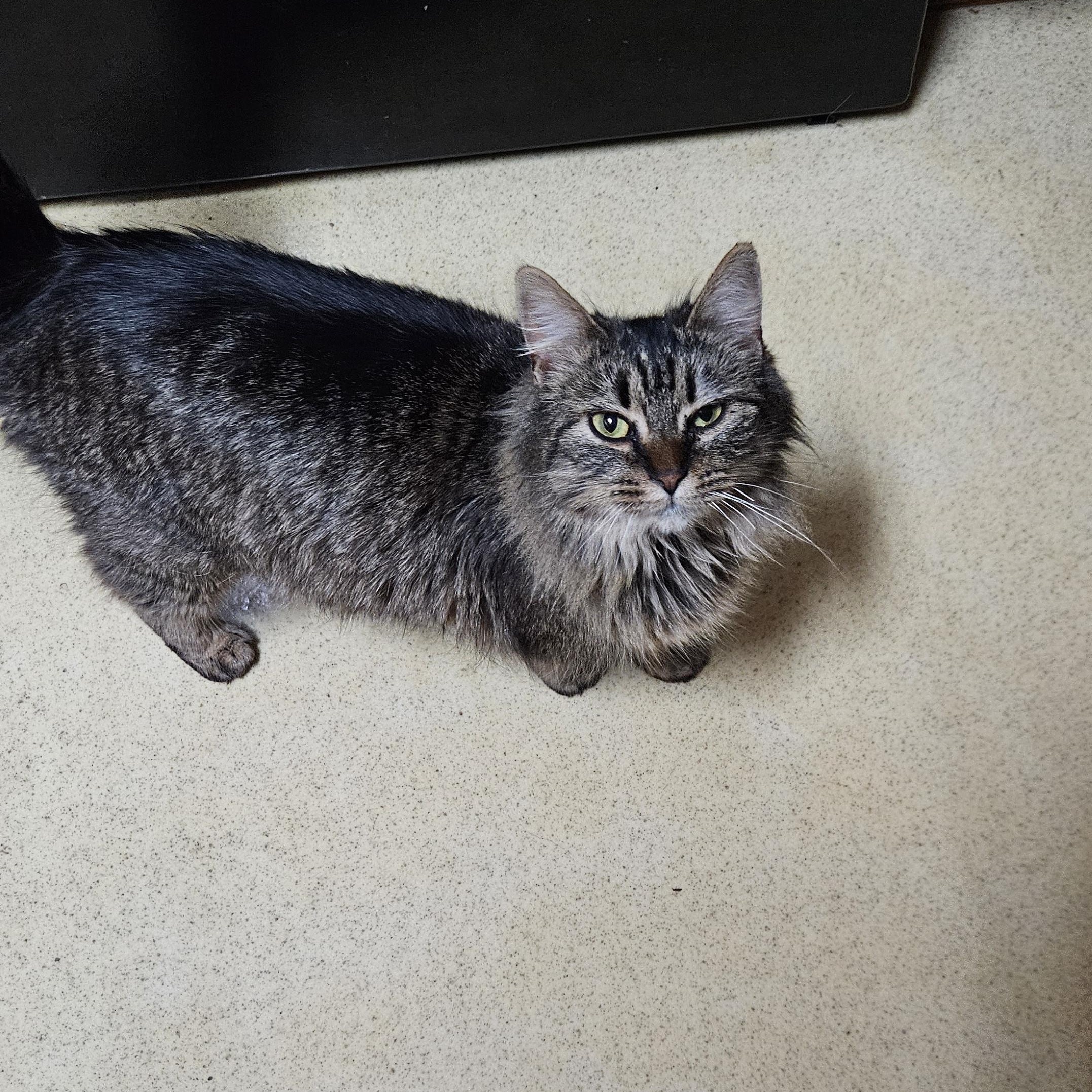 Tabatha, Adopted, Young Female Domestic Long Hair & Maine Coon.