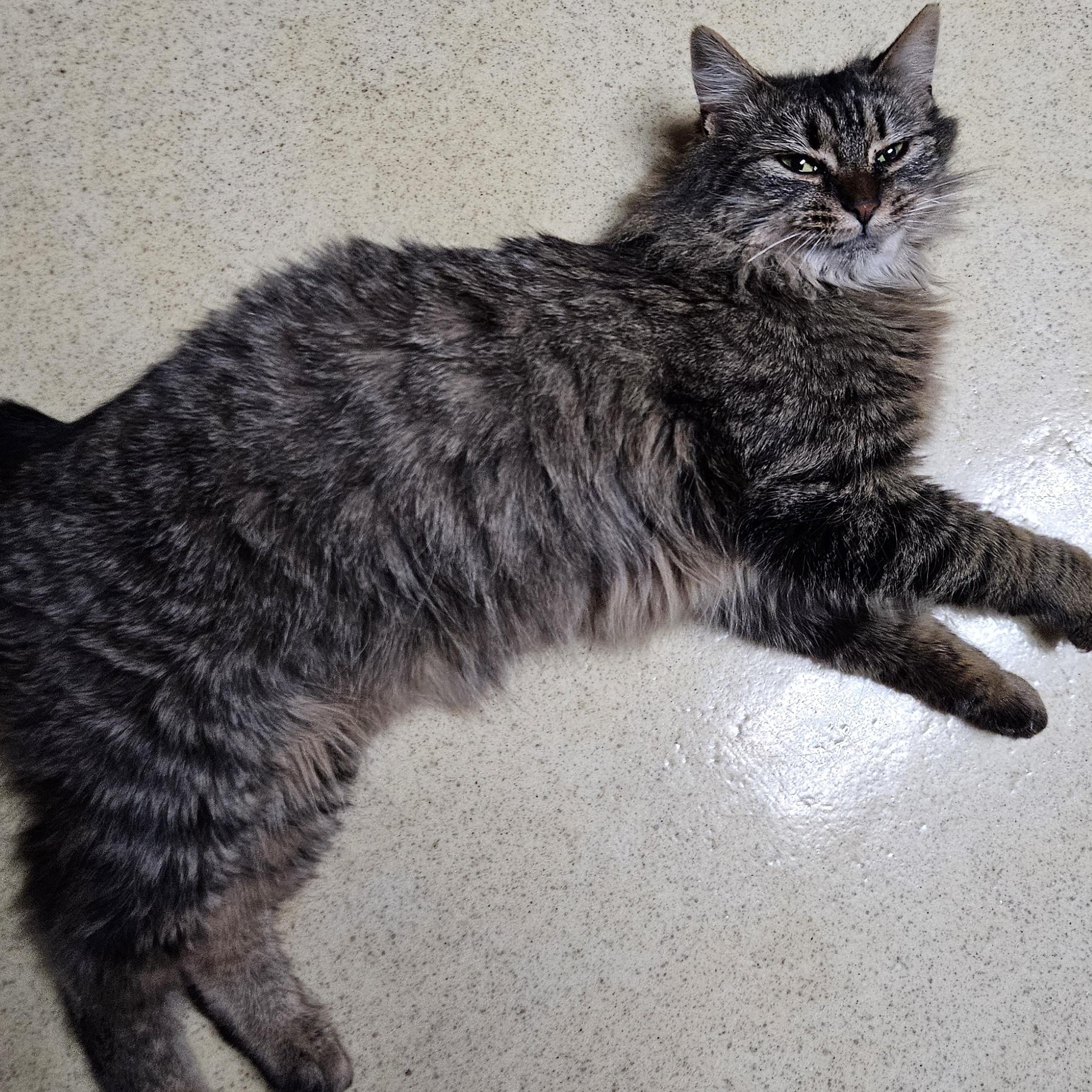 Enlarge Tabatha, a Adopted mixed breed in Monroe, TN image 5/5
