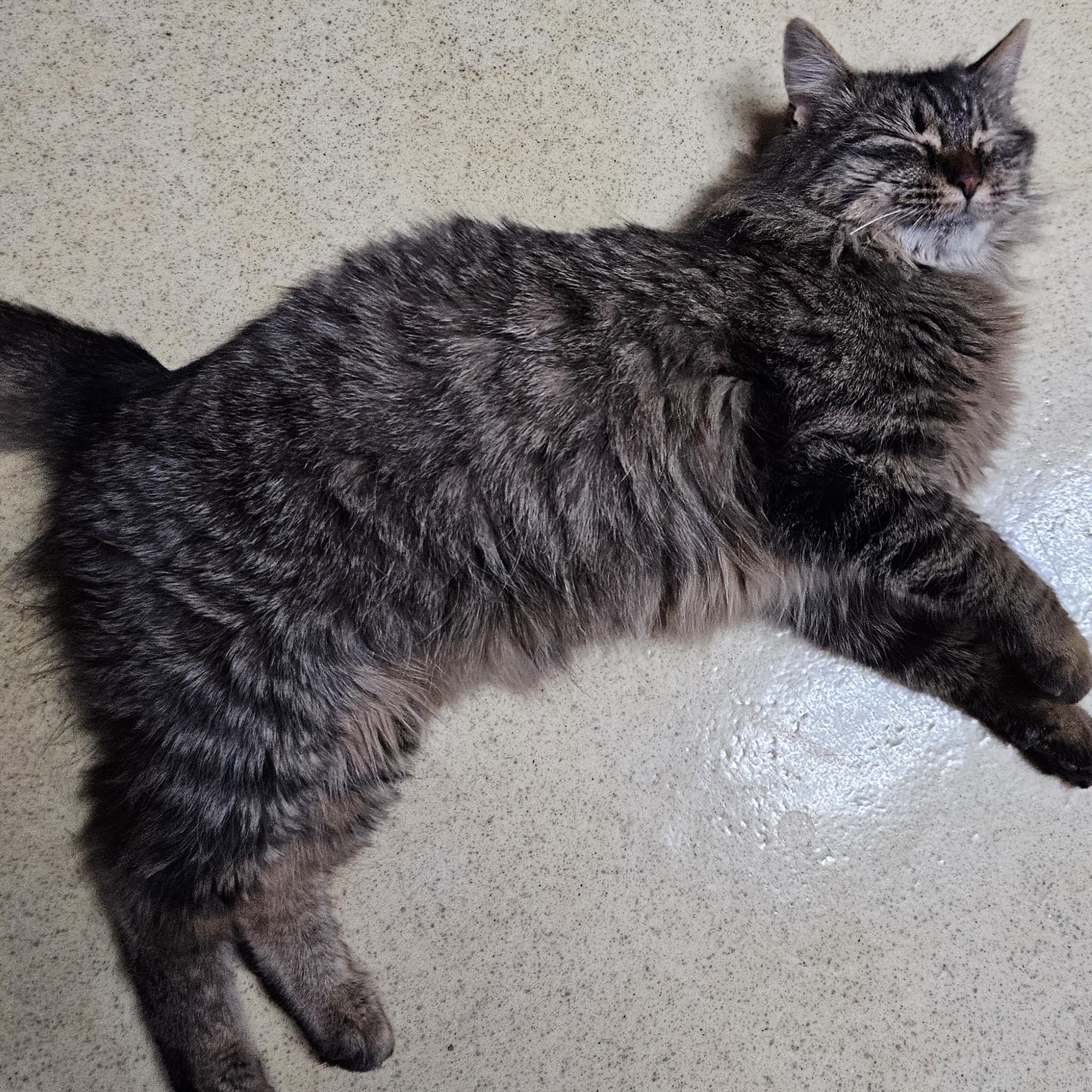 Enlarge Tabatha, a Adopted mixed breed in Monroe, TN image 2/5
