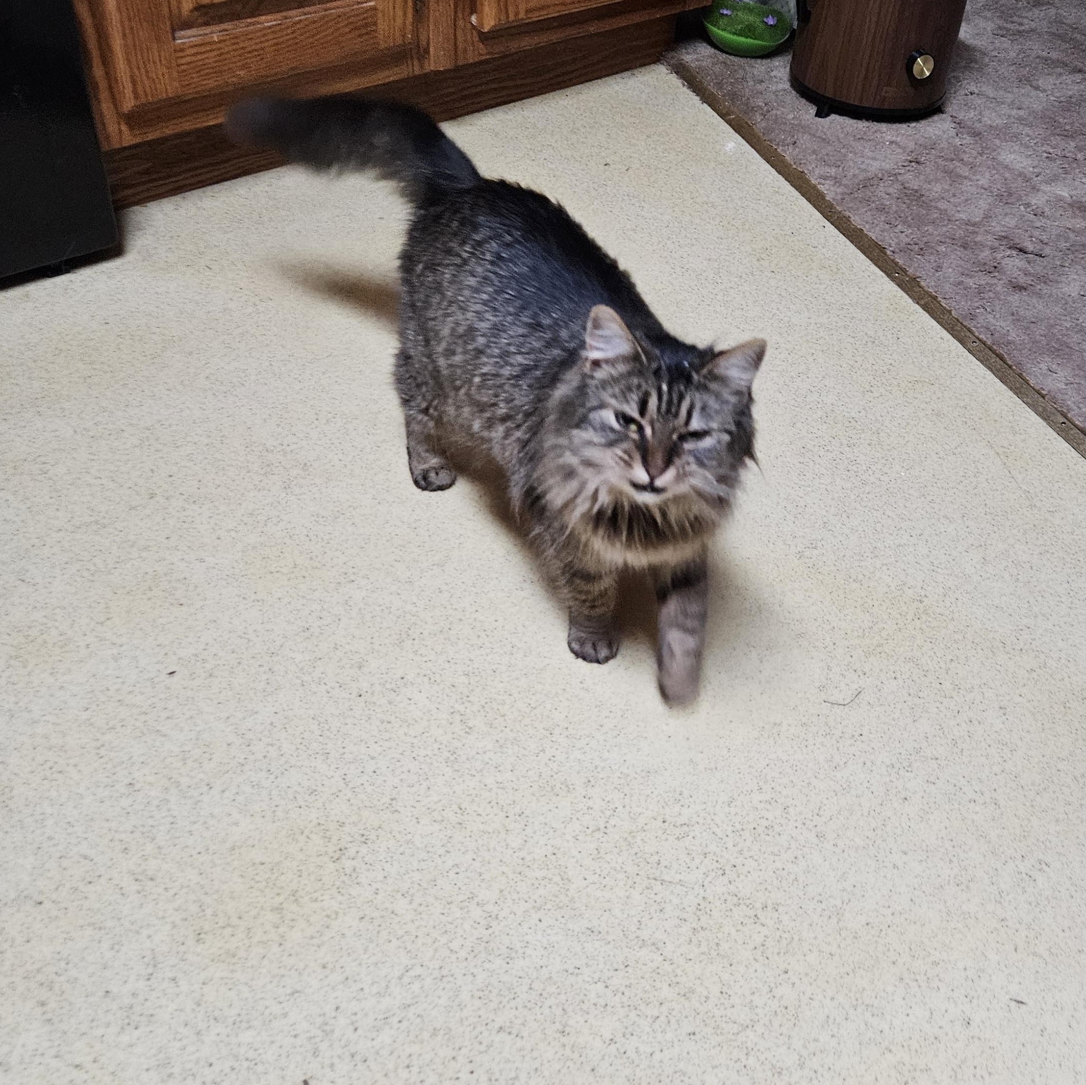 Enlarge Tabatha, a Adopted mixed breed in Monroe, TN image 4/5