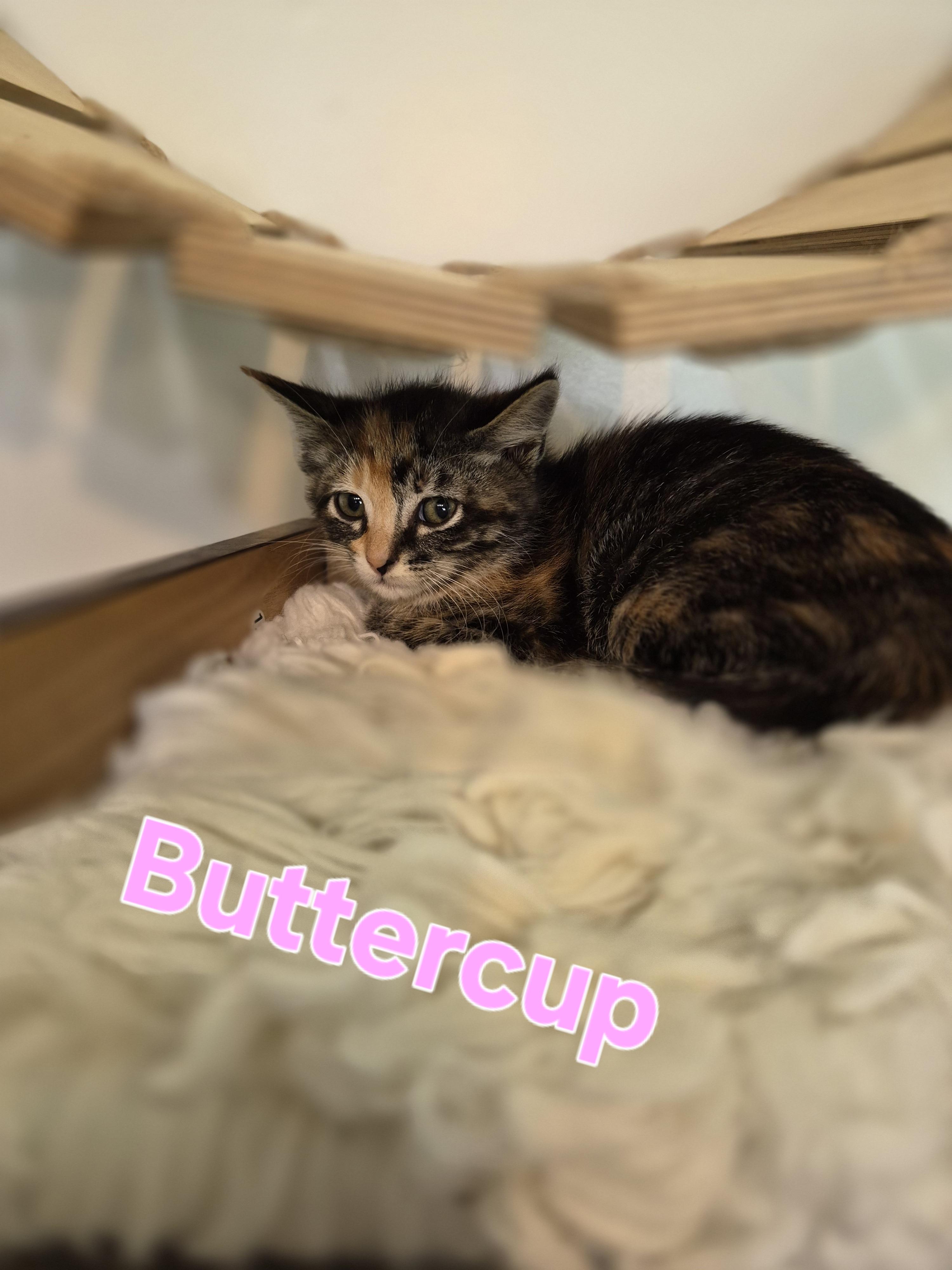 Enlarge Buttercup, a Adoptable mixed breed in Lynchburg, TN image 1/1