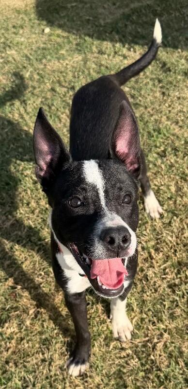 Spike, Adoptable, Adult Male Terrier & Mixed Breed.