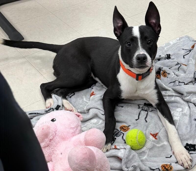 Enlarge Spike, a Adoptable mixed breed in Katy, TX image 2/6