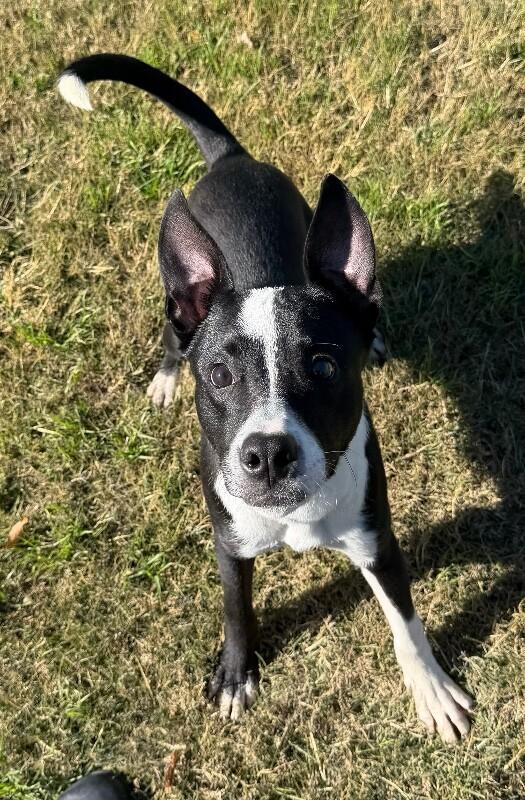 Enlarge Spike, a Adoptable mixed breed in Katy, TX image 3/6