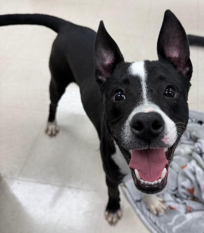 Enlarge Spike, a Adoptable mixed breed in Katy, TX image 4/6