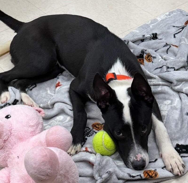 Enlarge Spike, a Adoptable mixed breed in Katy, TX image 5/6