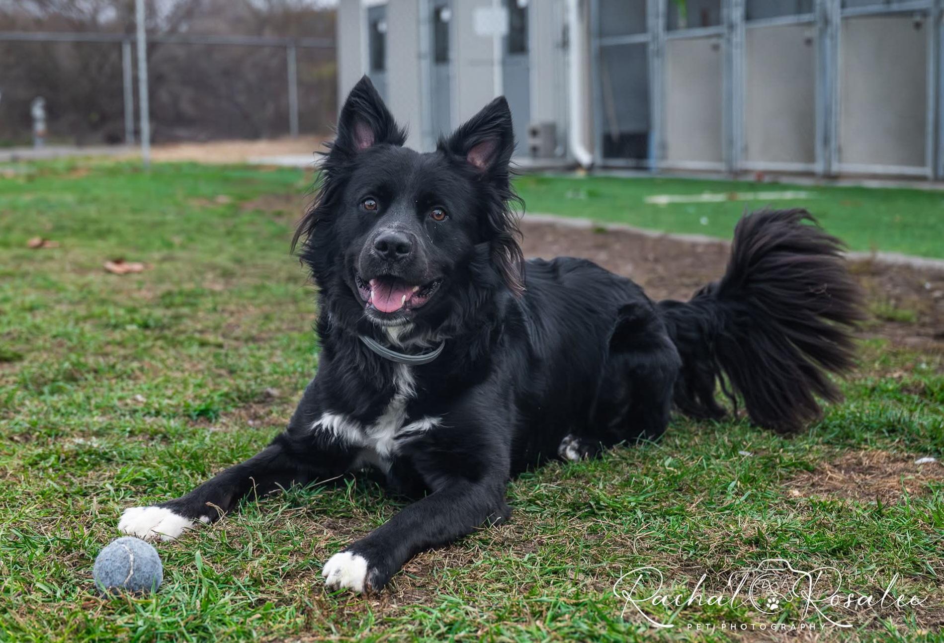 Griffin, a Adoptable mixed breed in Hornell, NY image 5/5
