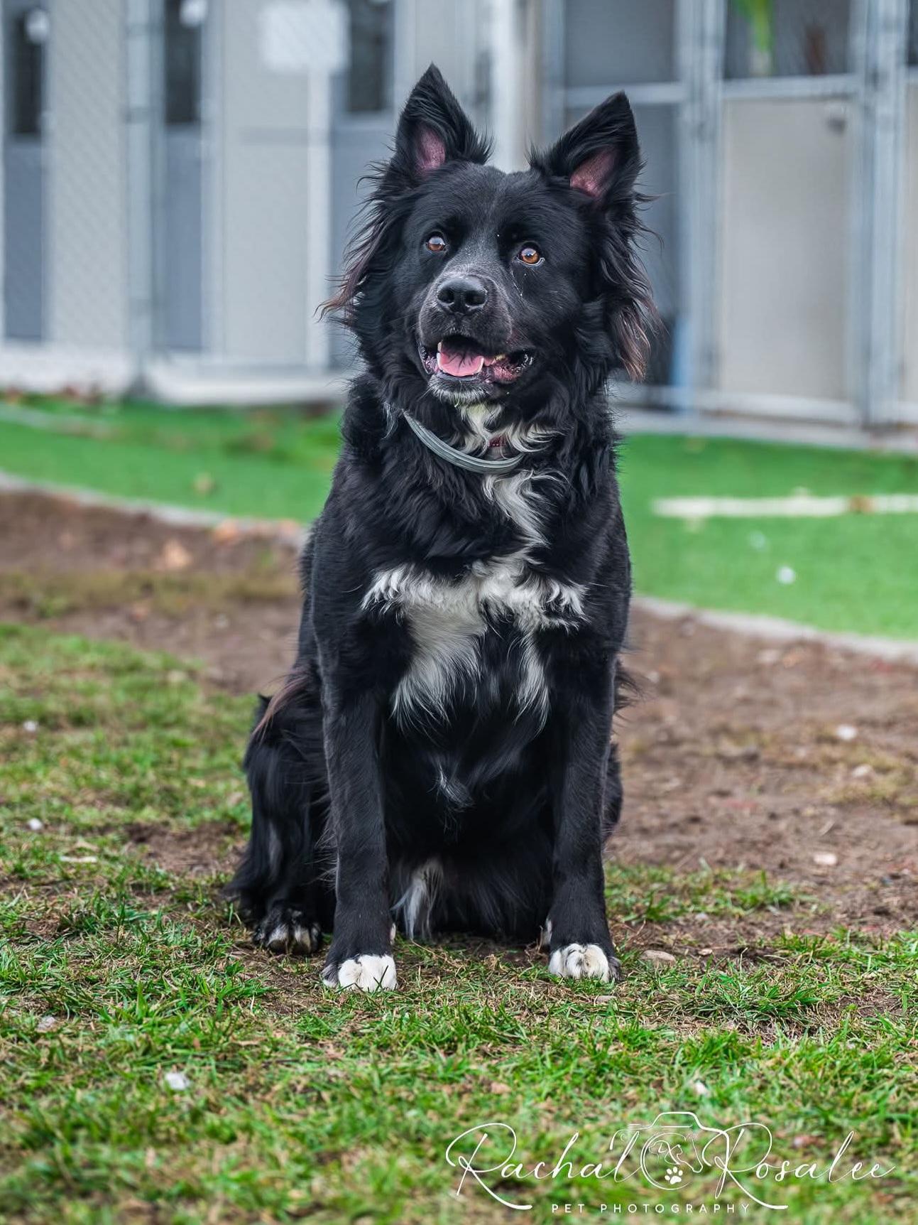 Griffin, Adult Male Border Collie