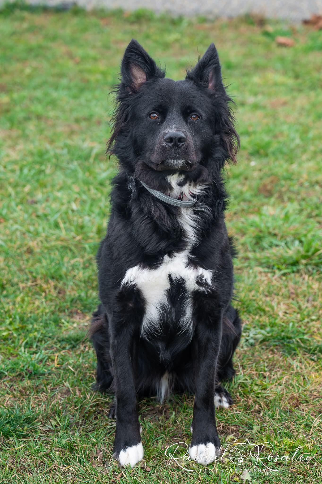 Griffin, a Adoptable mixed breed in Hornell, NY image 4/5
