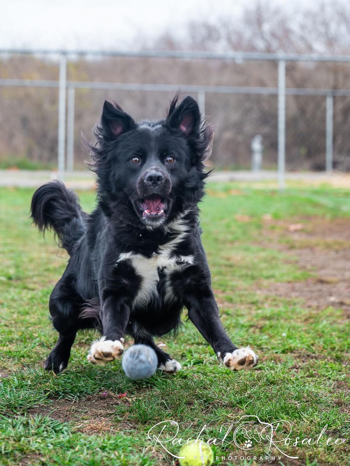 Griffin, a Adoptable mixed breed in Hornell, NY image 2/5