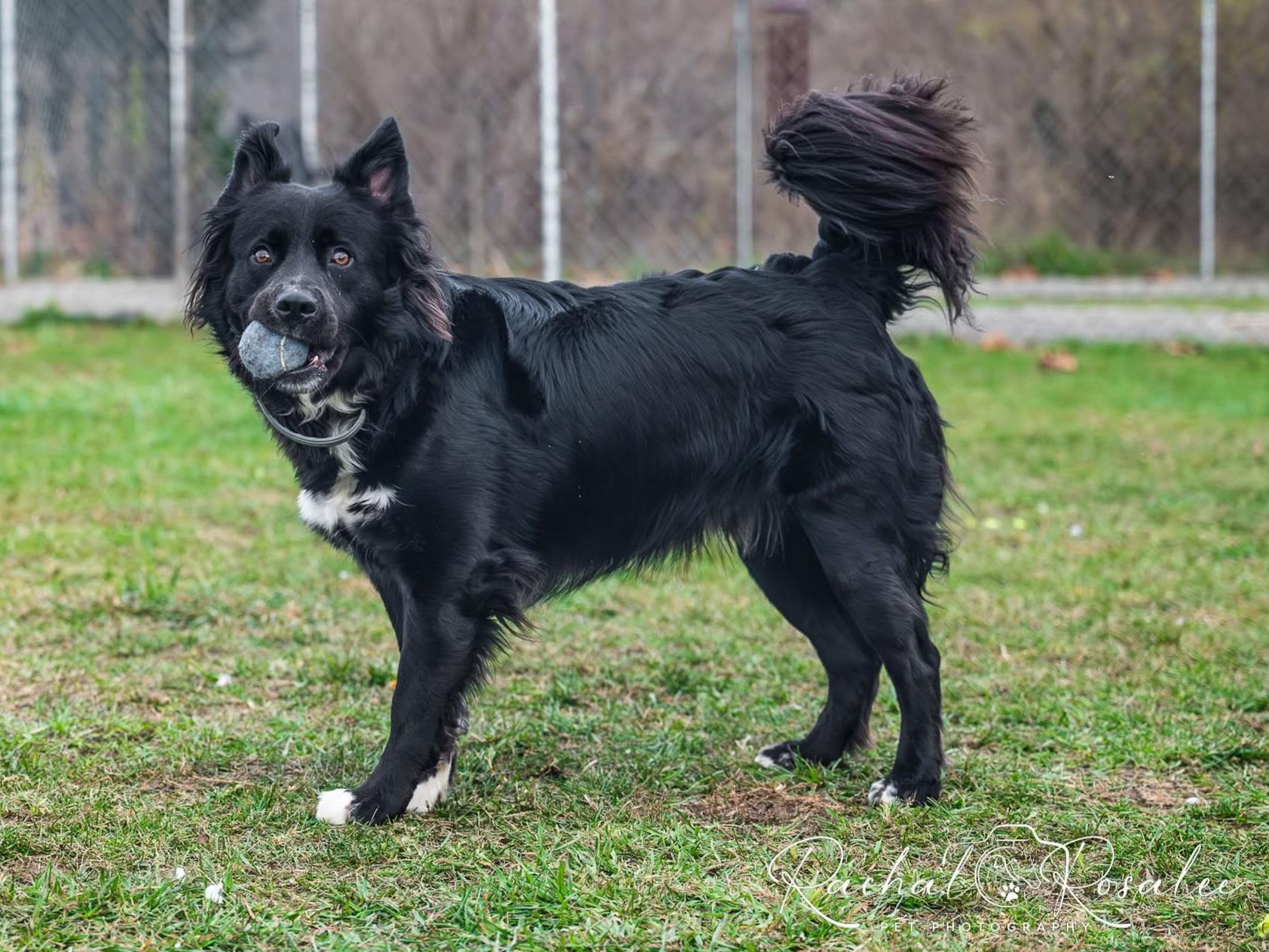 Griffin, a Adoptable mixed breed in Hornell, NY image 3/5