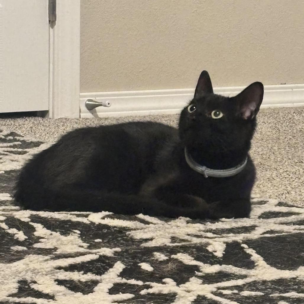 Amaze!Amaze!Amaze!, Adoptable, Young Male Domestic Short Hair.