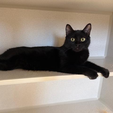 Enlarge Amaze!Amaze!Amaze!, a Adoptable Domestic Short Hair in Washougal, WA image 2/2