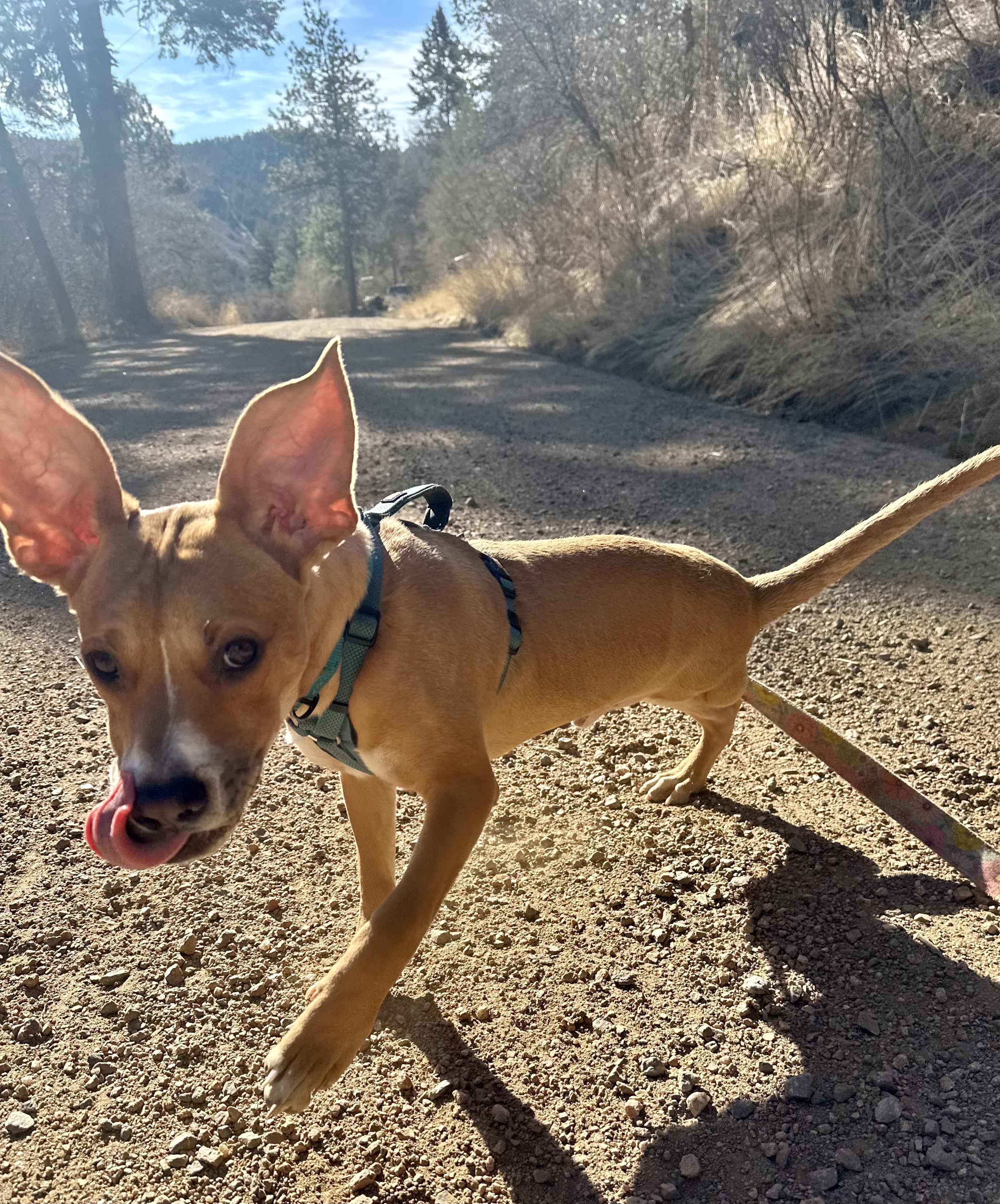 Tommy, adopted, Puppy Male Cattle Dog & American Bully.