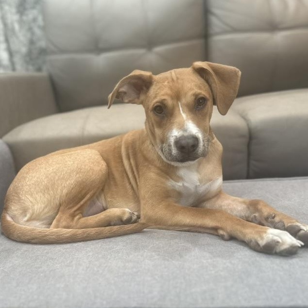 Enlarge Tommy, an adopted mixed breed in Littleton, CO image 5/6
