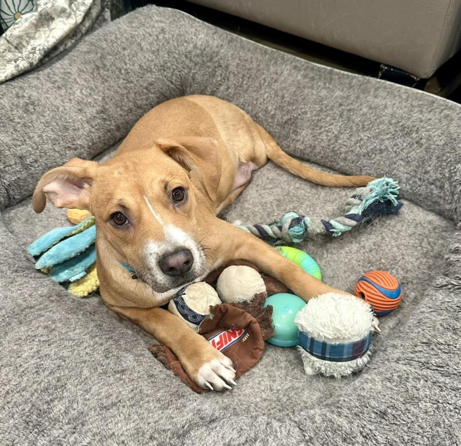 Enlarge Tommy, an adopted mixed breed in Littleton, CO image 2/6