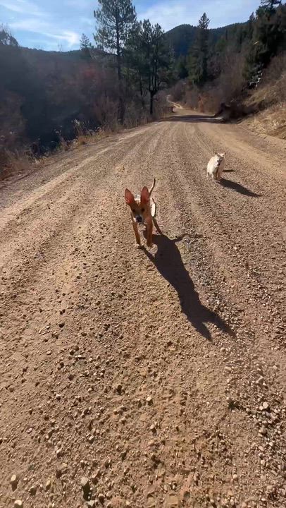 Enlarge Tommy, an adopted mixed breed in Littleton, CO video 4/6
